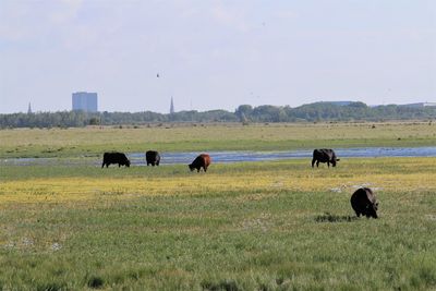 Cows grazin in coornhagen nature protection area, vestsmager naturområde..