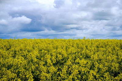 Scenic view of oilseed rape field against cloudy sky