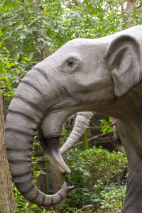 Close-up of elephant