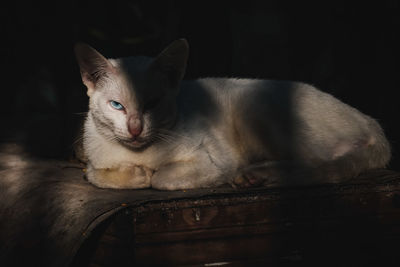 Close-up portrait of cat relaxing outdoors