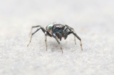 Close-up of insect