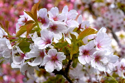 Close-up of apple blossoms in spring