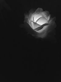 Close-up of rose against black background