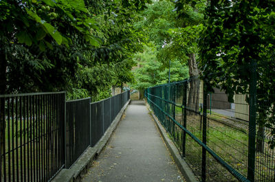 Footpath amidst trees