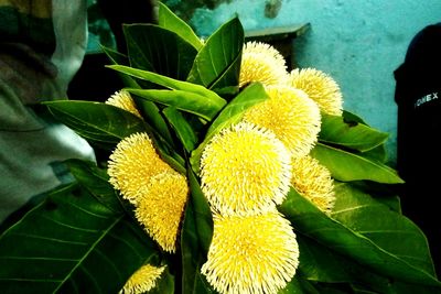 Close-up of yellow flowers blooming outdoors