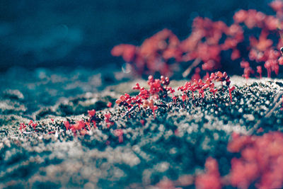 Close-up of red berries growing on land