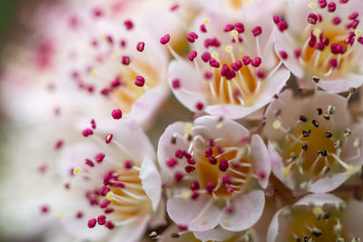 Full frame shot of pink flowering plant