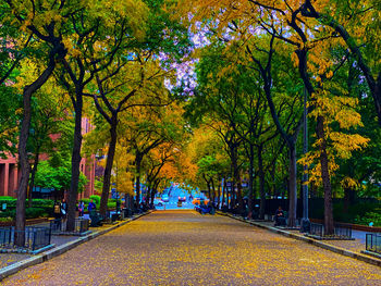 Empty road amidst trees in park during autumn