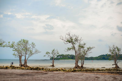 Trees on beach against sky