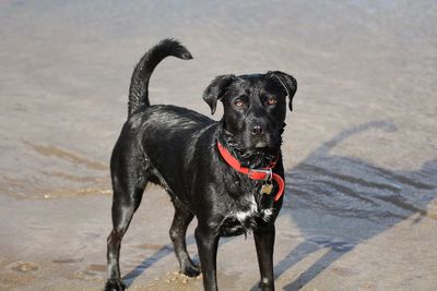 Portrait of black dog sitting on sand
