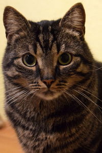 Close-up portrait of cat