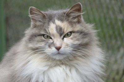 Close-up portrait of norvegian cat outdoors