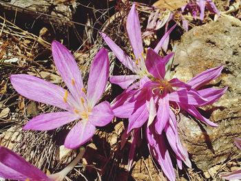 Close-up of fresh purple crocus flowers on field