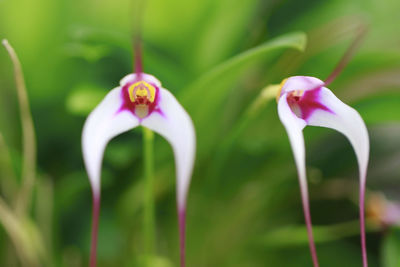 Close-up of pink flower