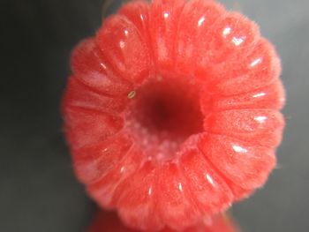 Close-up of wet red flower