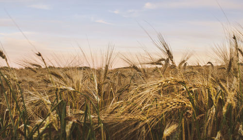 Close-up of wheat field against sky