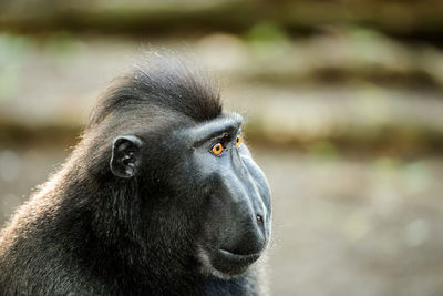 Close-up portrait of a monkey