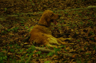 Dog on field