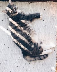 High angle view of cat sleeping on carpet