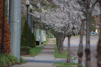 View of trees along road