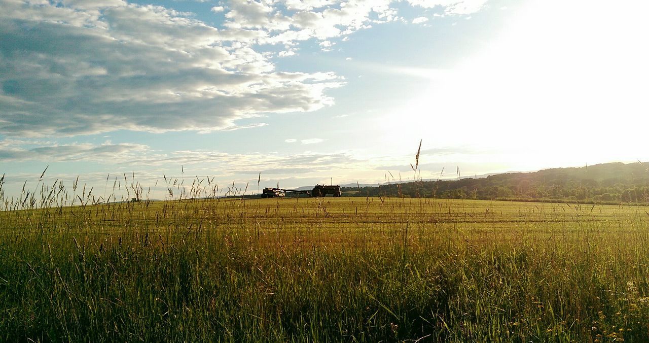 field, landscape, rural scene, grass, sky, tranquil scene, agriculture, tranquility, beauty in nature, growth, scenics, farm, nature, grassy, crop, cloud - sky, plant, horizon over land, green color, cultivated land