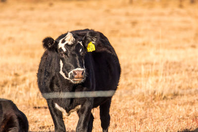 Close-up portrait of horse on field