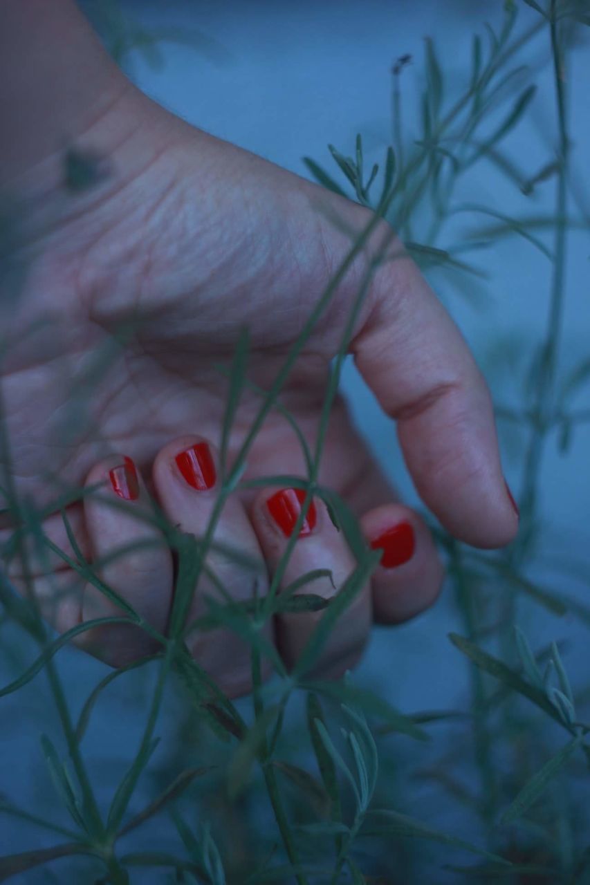 human body part, one person, hand, human hand, red, plant, body part, nail polish, holding, close-up, nail, nature, real people, finger, human finger, women, day, berry fruit, flower, outdoors