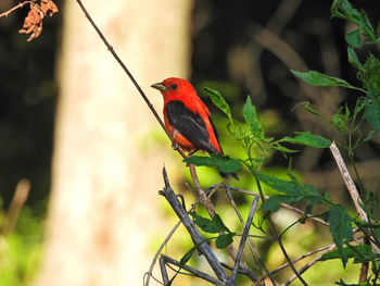 View of bird perching on branch