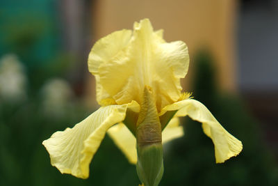 Close-up of yellow flower against blurred background