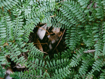 Close-up of plant