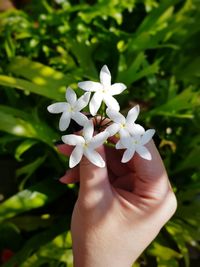 Close-up of hand holding white flowering plant