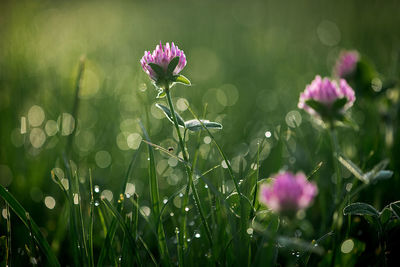 Close-up of flowers blooming outdoors