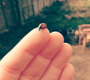 Cropped hand with ladybug