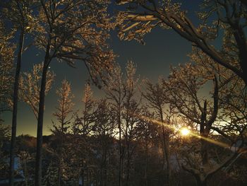 Low angle view of bare trees against sky