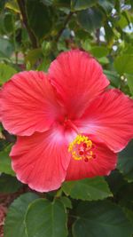 Close-up of pink hibiscus blooming outdoors