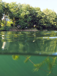 Reflection of trees in lake