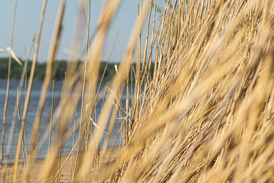 Close-up of wheat field against the sky
