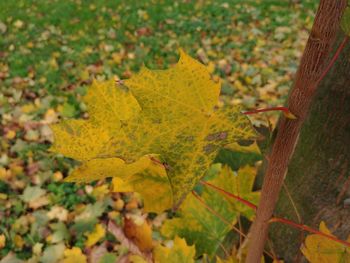 Close-up of yellow tree on field during autumn