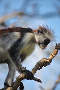 Close-up of squirrel