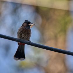 Low angle view of bird 