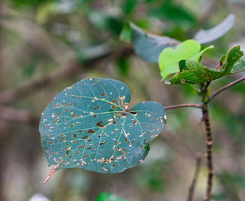 Close-up of green leaves