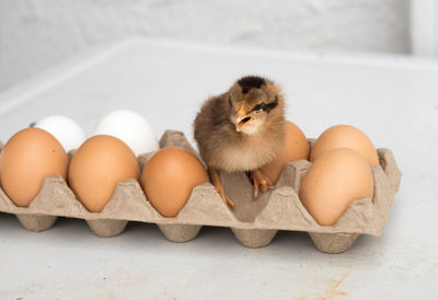 Close-up of chick on egg carton