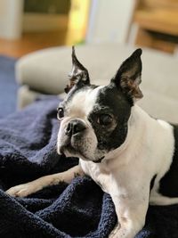 Close-up of a dog at home