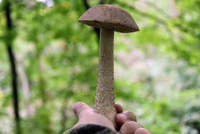 Close-up of hand holding tree