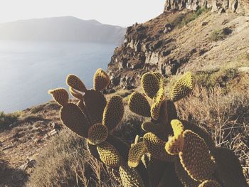 Cactus growing on rock by sea