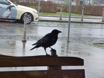 Bird perching on wall