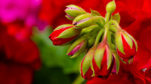 Close-up of red flowering plant