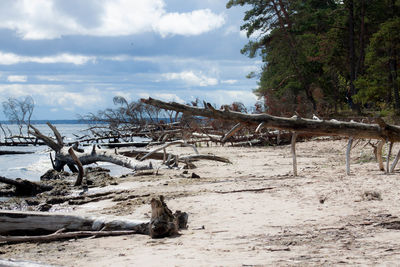 Trees on beach against sky