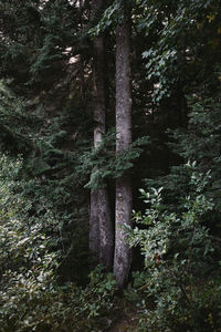 Trees in forest