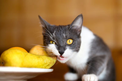 Close-up portrait of black cat eating artificial fruits on table